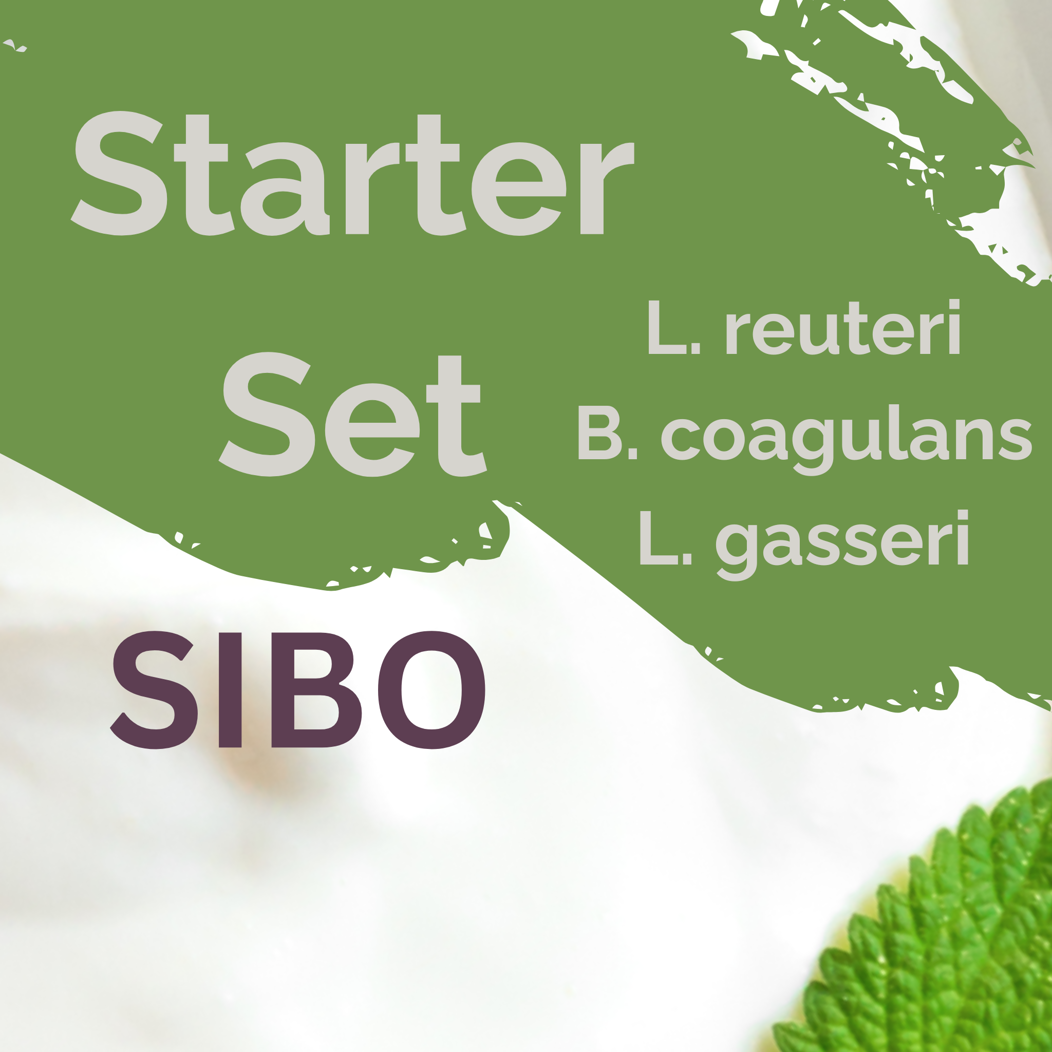 L. reuteri + B. coagulans + L. gasseri | Yoghurt Starter Set | SIBO | Starterculturen | Set van 3