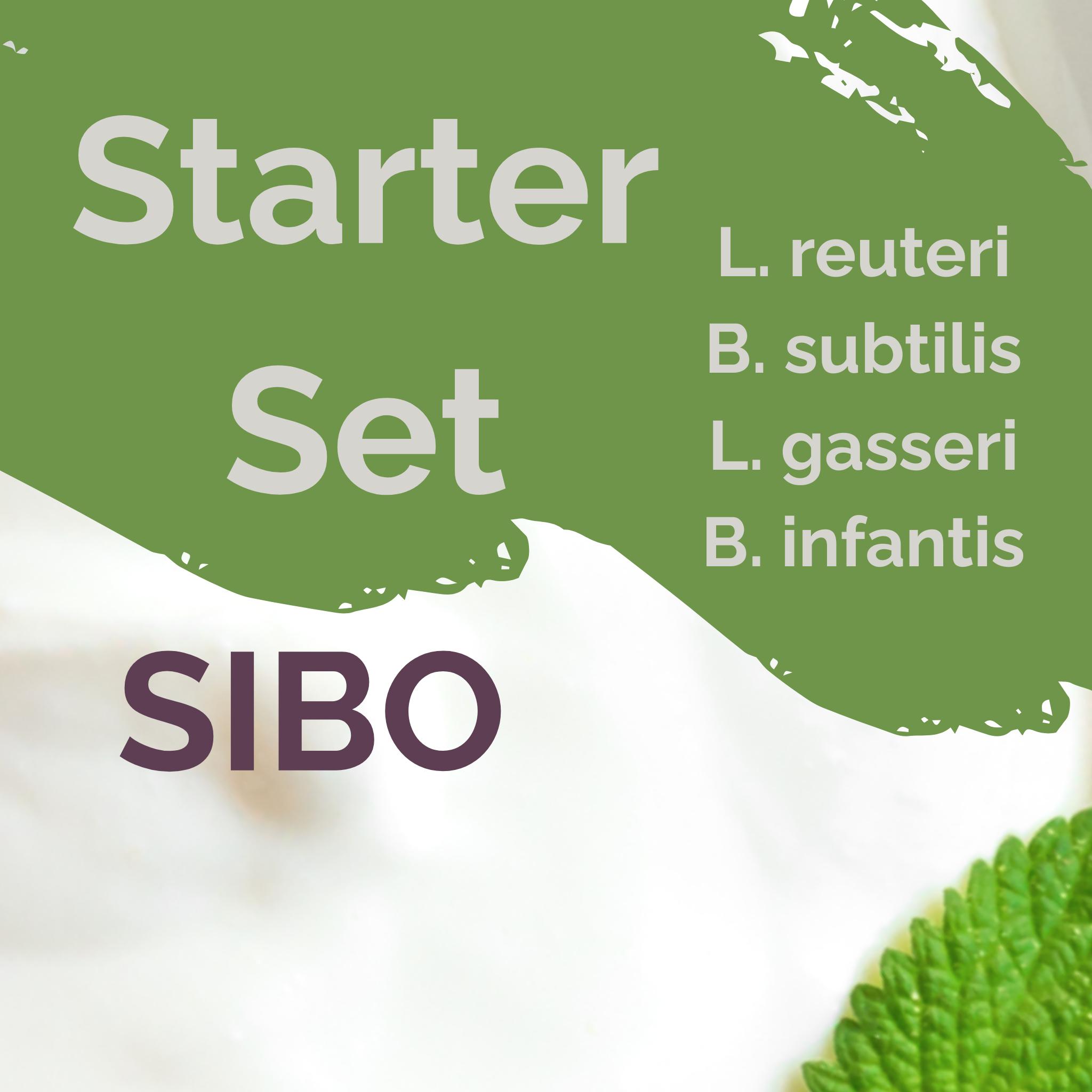 L. reuteri + B. subtilis + L. gasseri + B. infantis | Yoghurt Starter Set | SIBO Stable | Starter Cultures | Set van 3