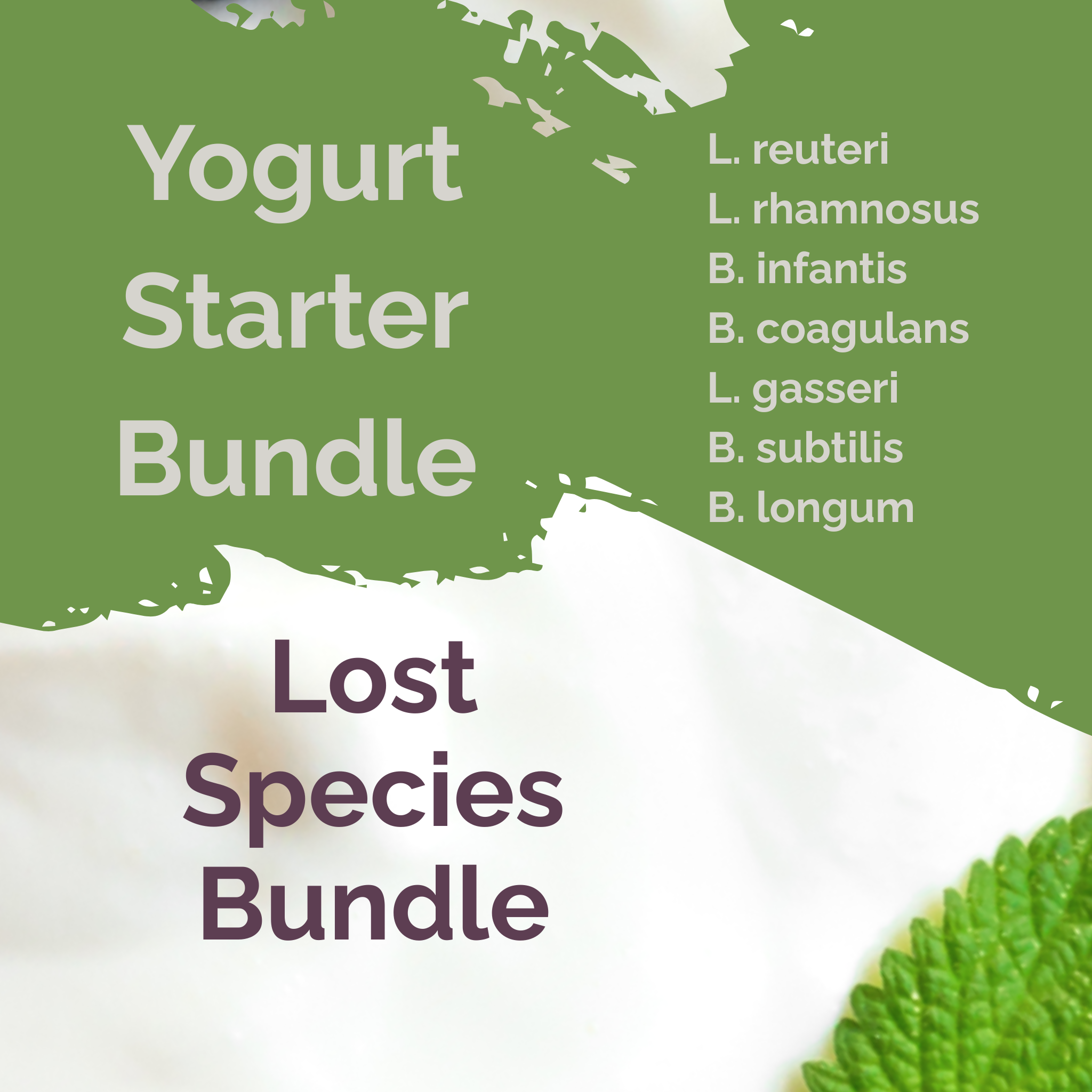L. reuteri + L. rhamnosus + B. infantis + B. coagulans + L. gasseri + B. subtilis + B. longum | Lost Species Bundle | Yogurt Starter Bundle | Pack of 4 Sets